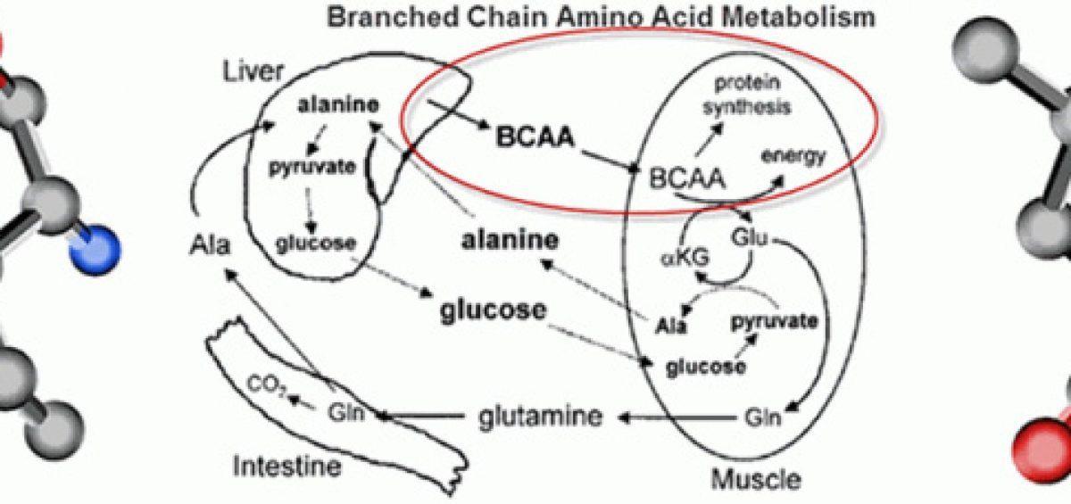 BCAA