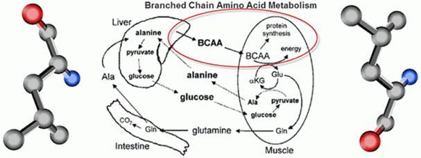 BCAA