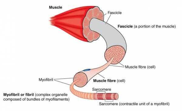 anatomyofamuscle