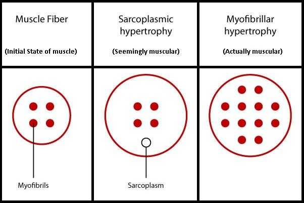 sarcoplasmic hypertrophy vs myofibrillar hypertrophy