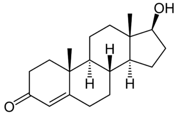 Testosteron musculation