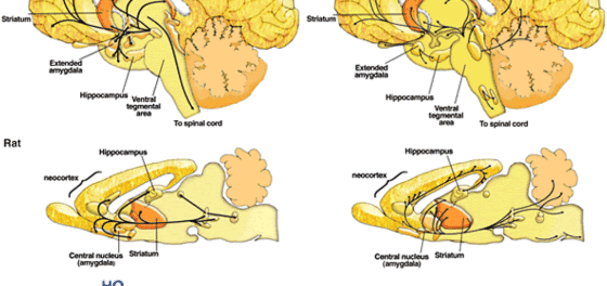 antidepresseur musculation erotonine