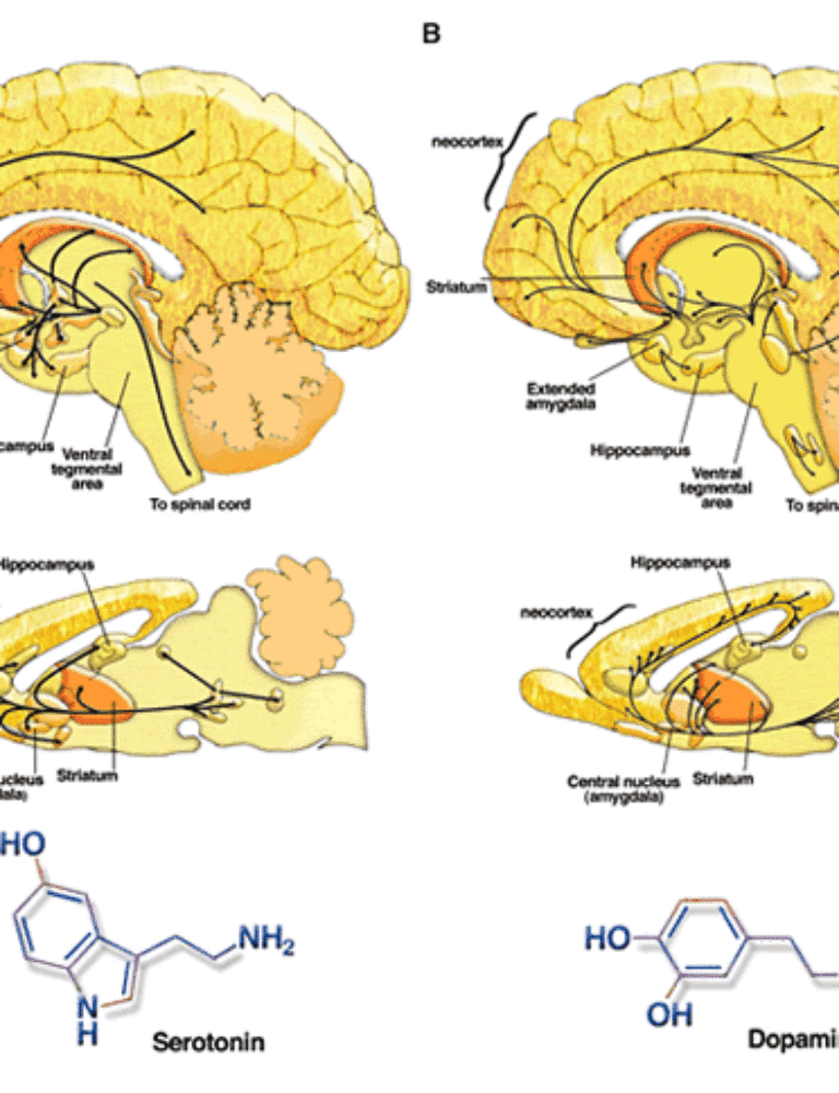 antidepresseur musculation erotonine