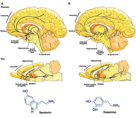 antidepresseur musculation erotonine