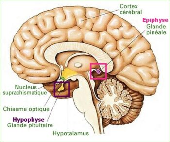 hypophyse