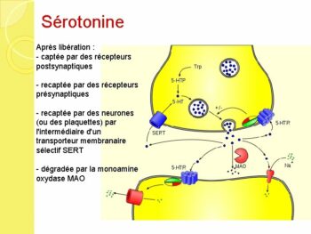 serotonine